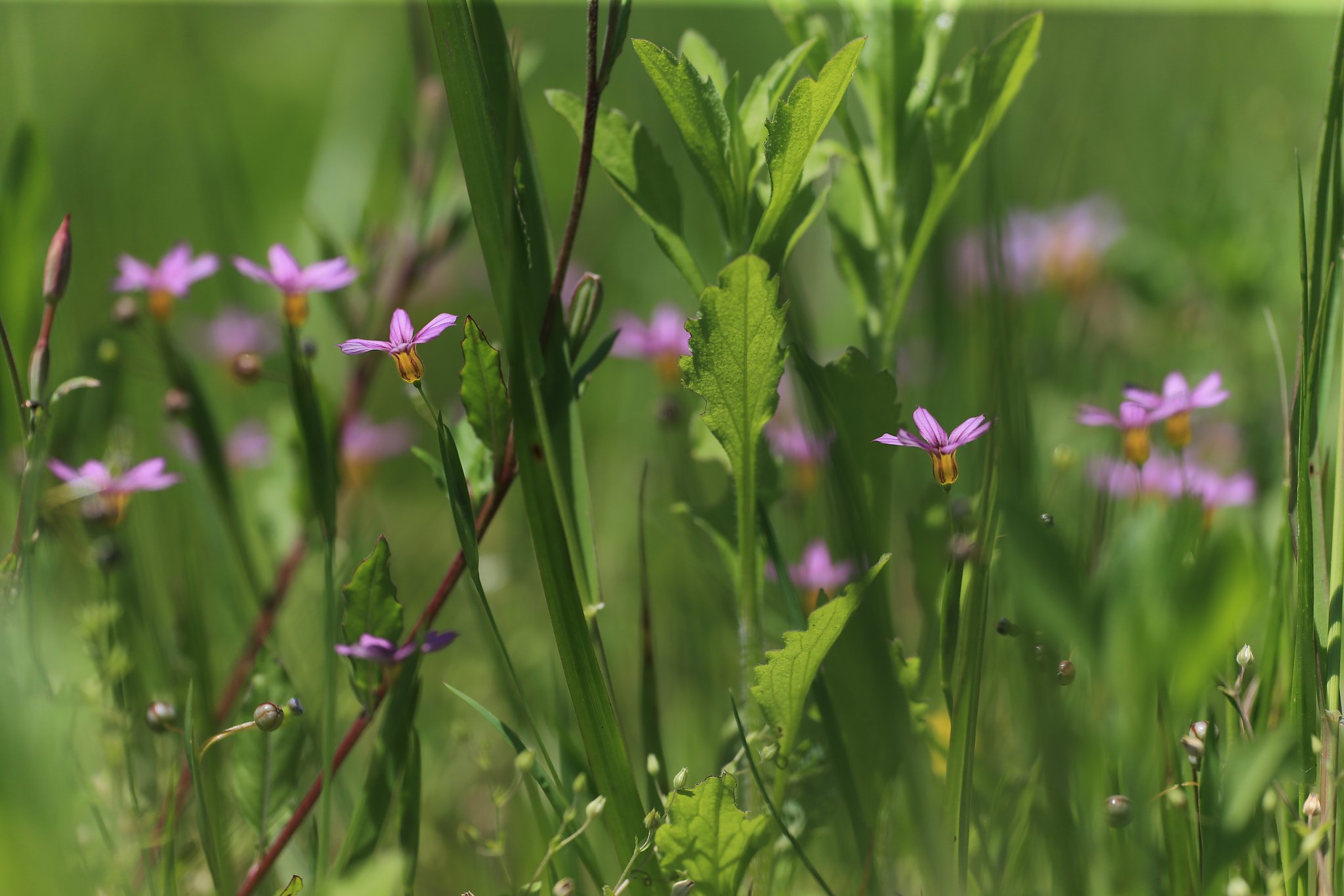 【Purple】草叢の紫