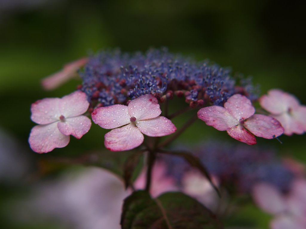 紫陽花