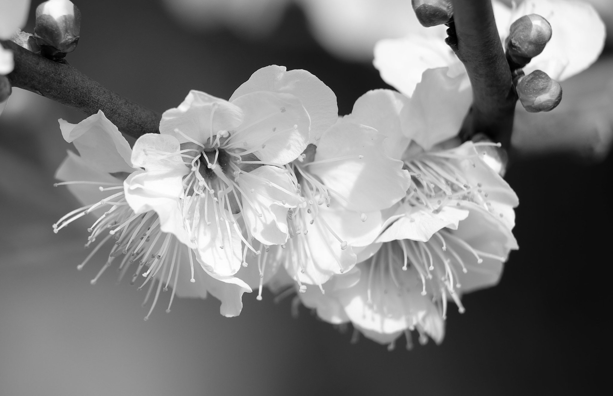 Fuji XF50-140　MCEX16