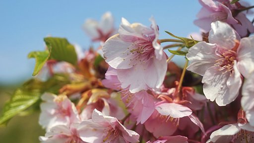 多摩川の桜