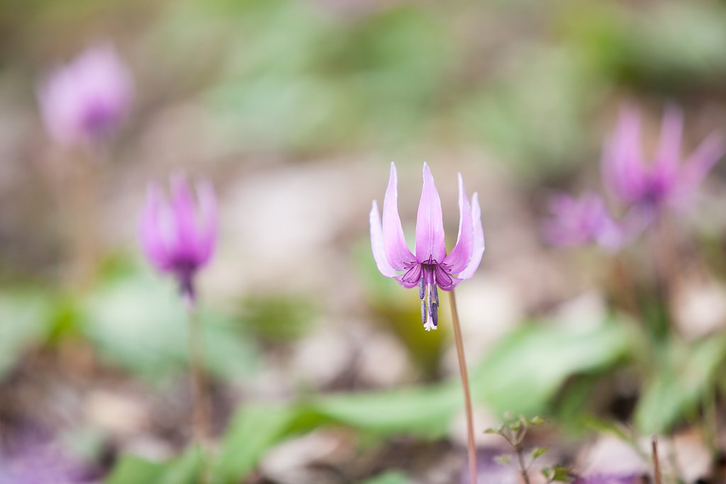 EF70-200 F2.8L