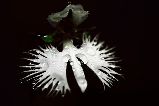 【動感】雫・シズク