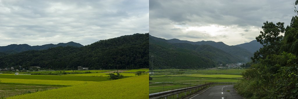 真名焼き辺りからと少し下から。