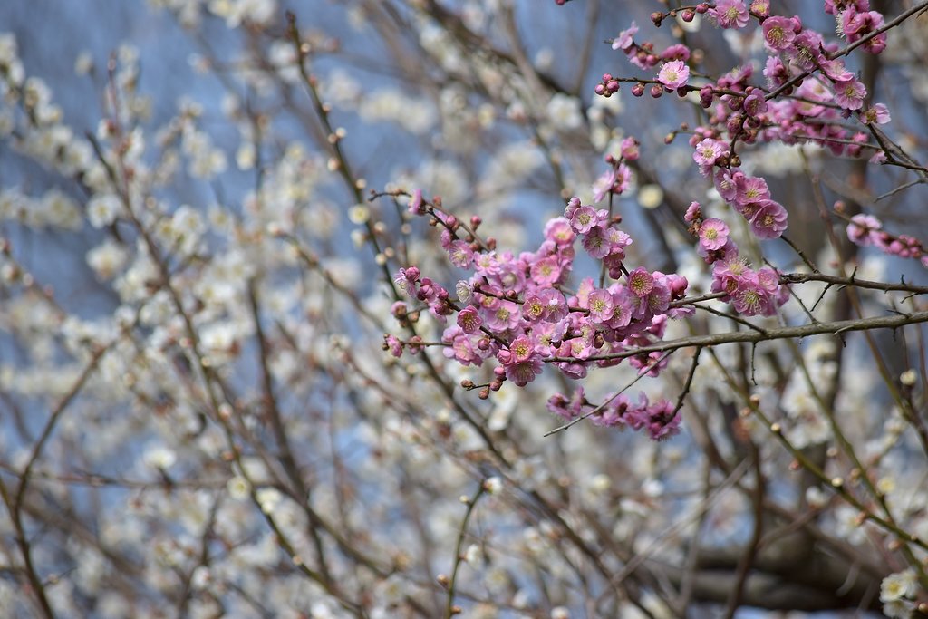 この梅の花
