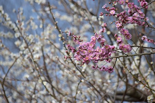 この梅の花