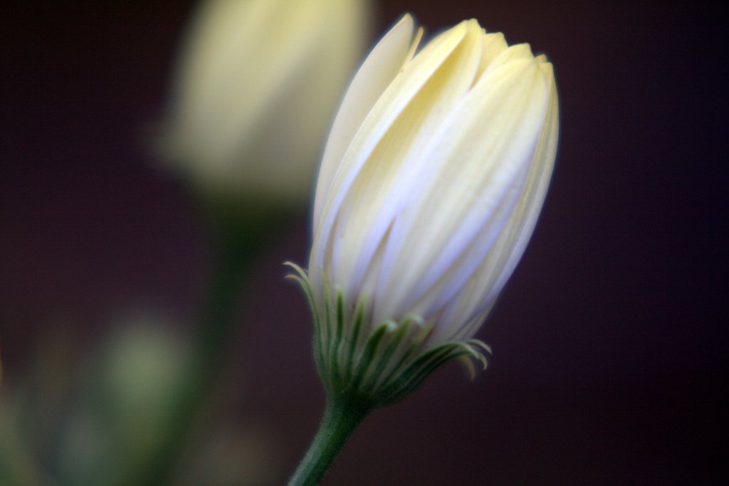 キク科の花の蕾