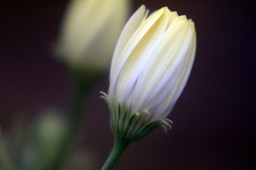 キク科の花の蕾