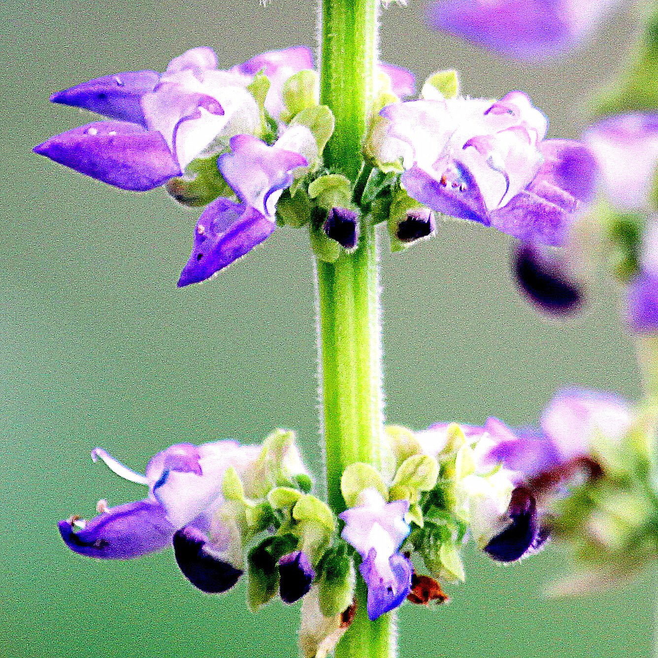 コリウスの花の超UP
