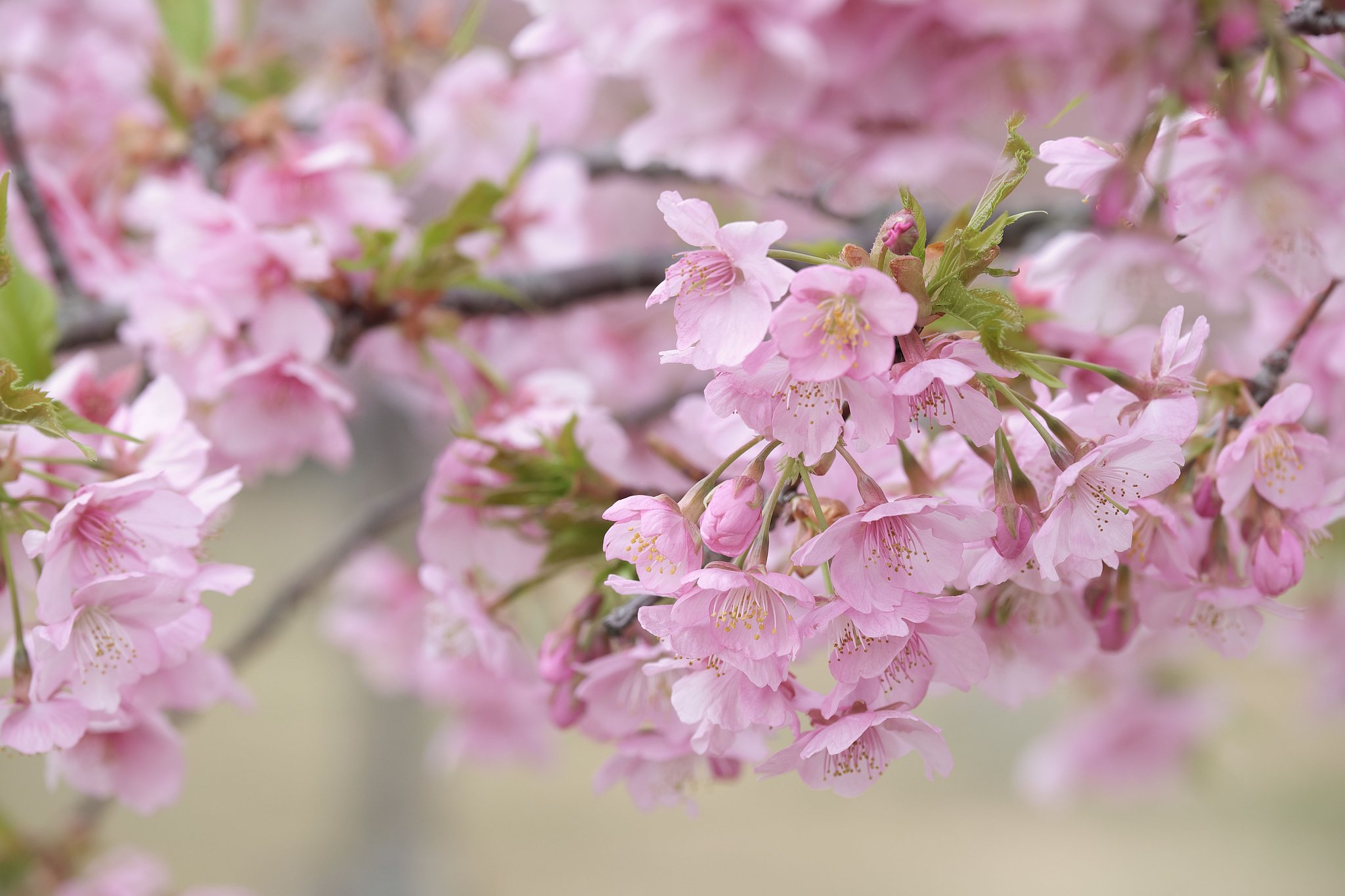 Fuji XF50-140