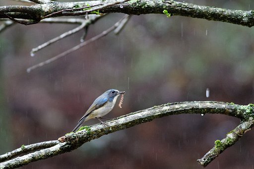 雨が降っても腹は減る