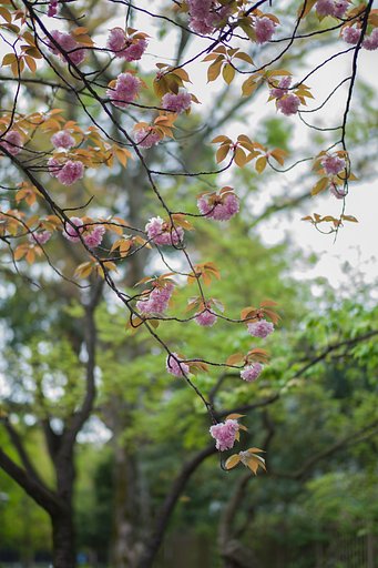 SUMMILUX-M 50mm F1.4 ASPH