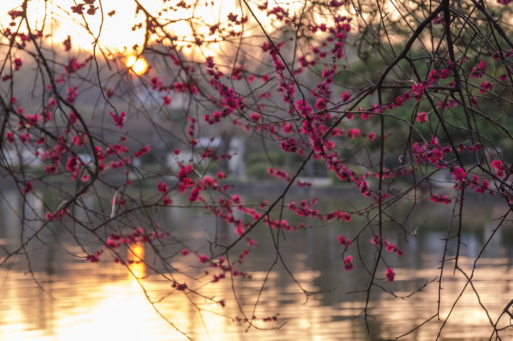 夕暮れの紅梅