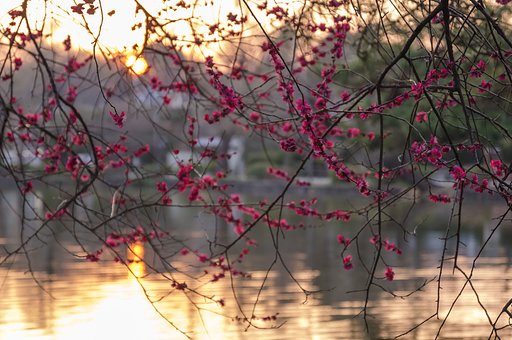 夕暮れの紅梅