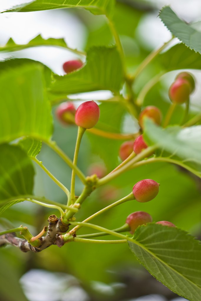さくらんぼ再び。