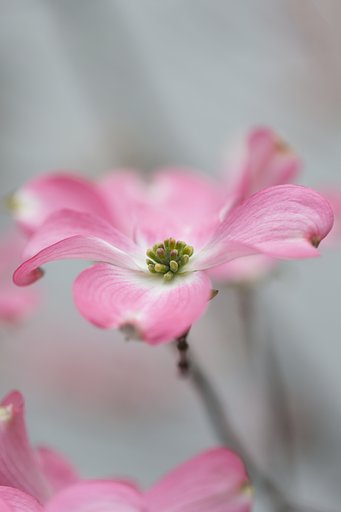 EF100mm F2.8 L MACRO