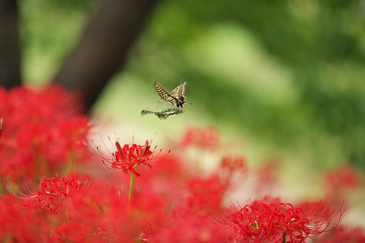 異常接近