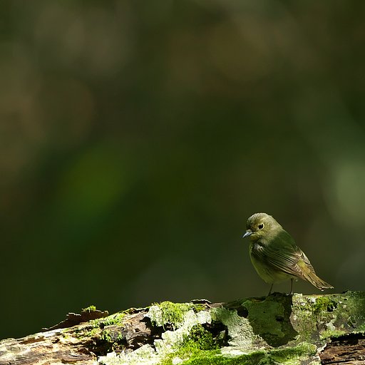 キビタキ♀