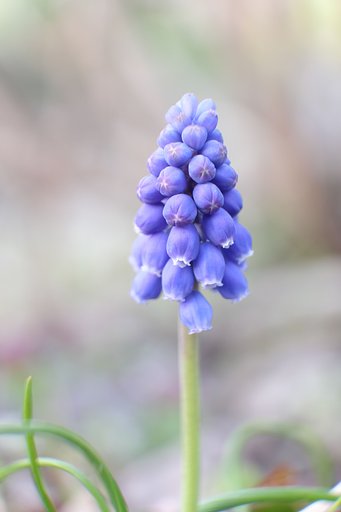ムスカリの花