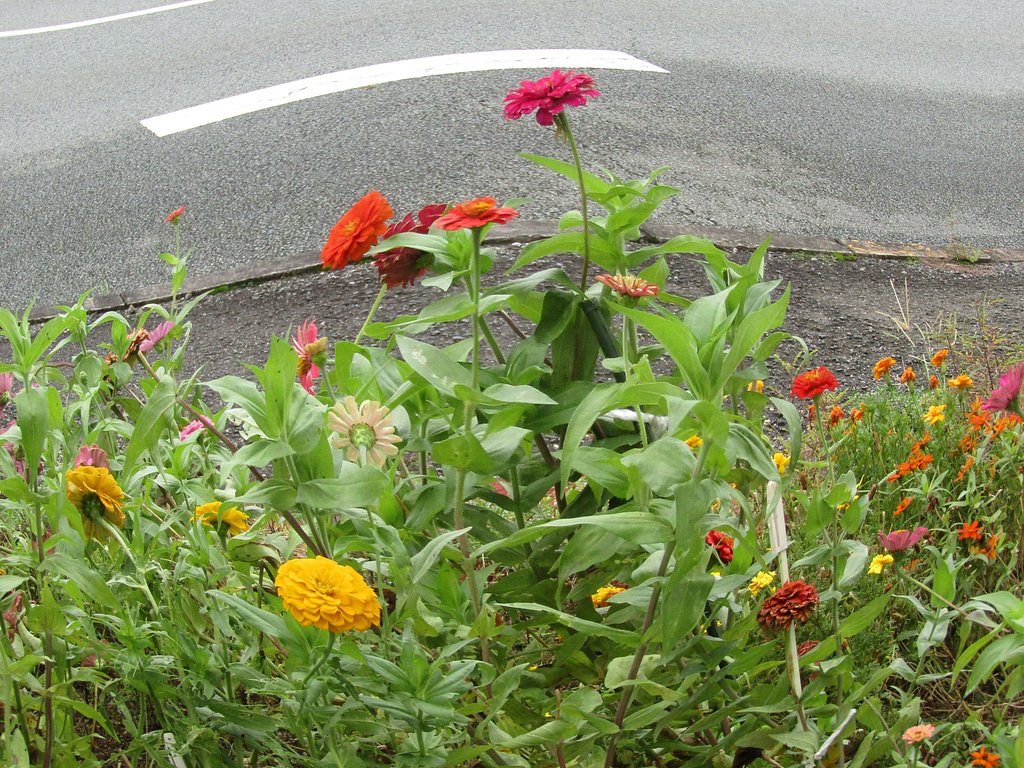 魚眼レンズで撮影　🌼　で挑戦です