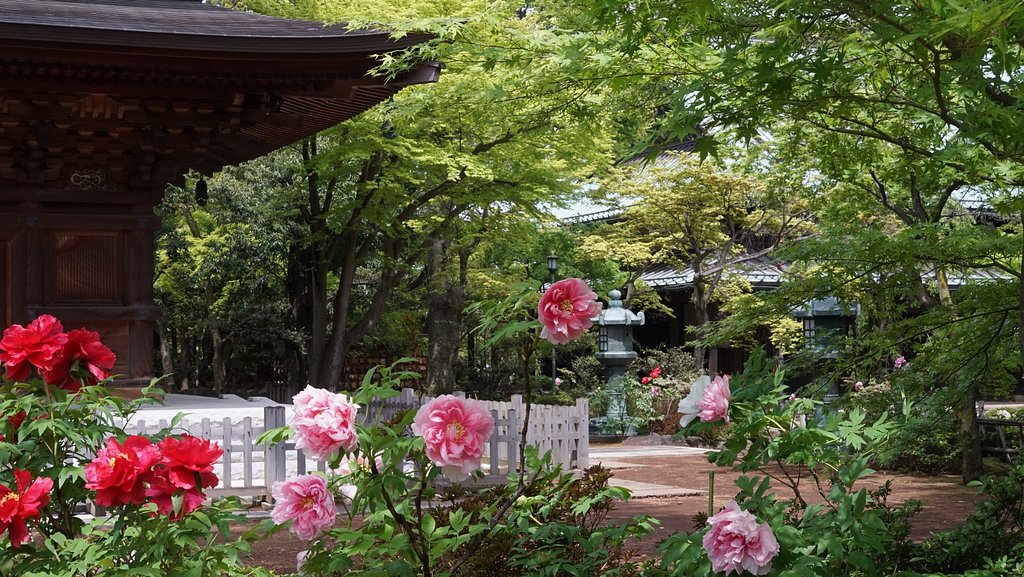 豪徳寺にて