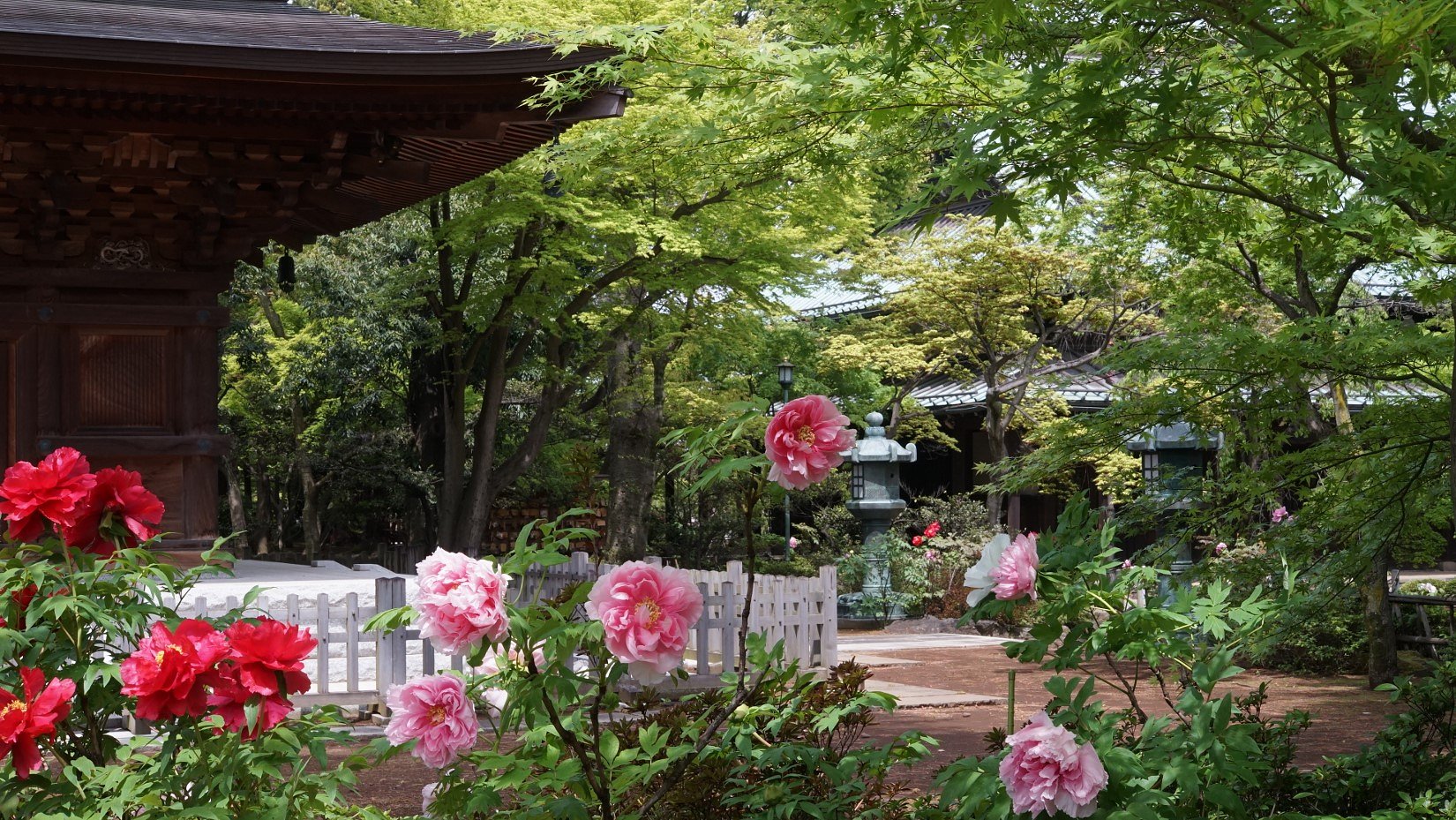 豪徳寺にて