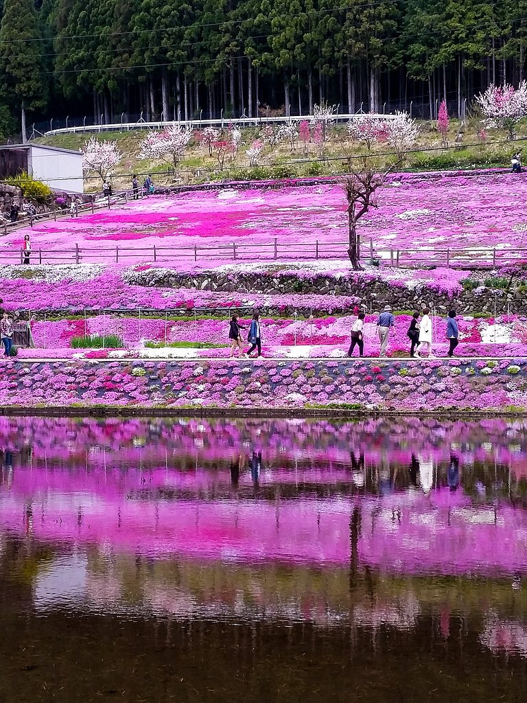 【縦画像】國田家の芝桜❤