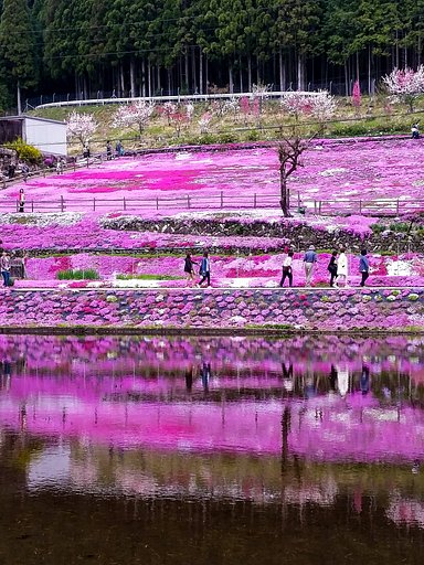 【縦画像】國田家の芝桜❤