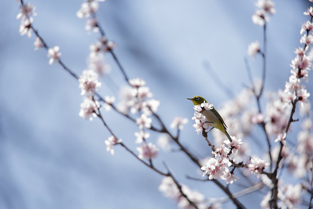 昇る春