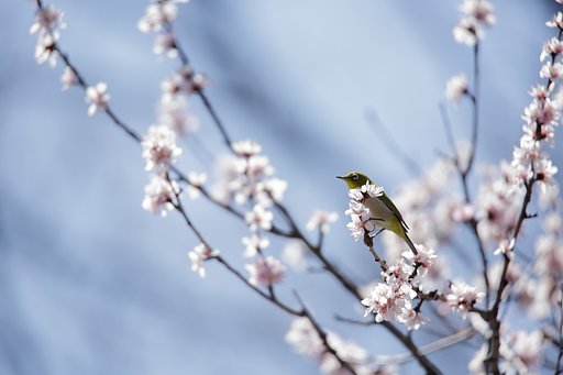 昇る春