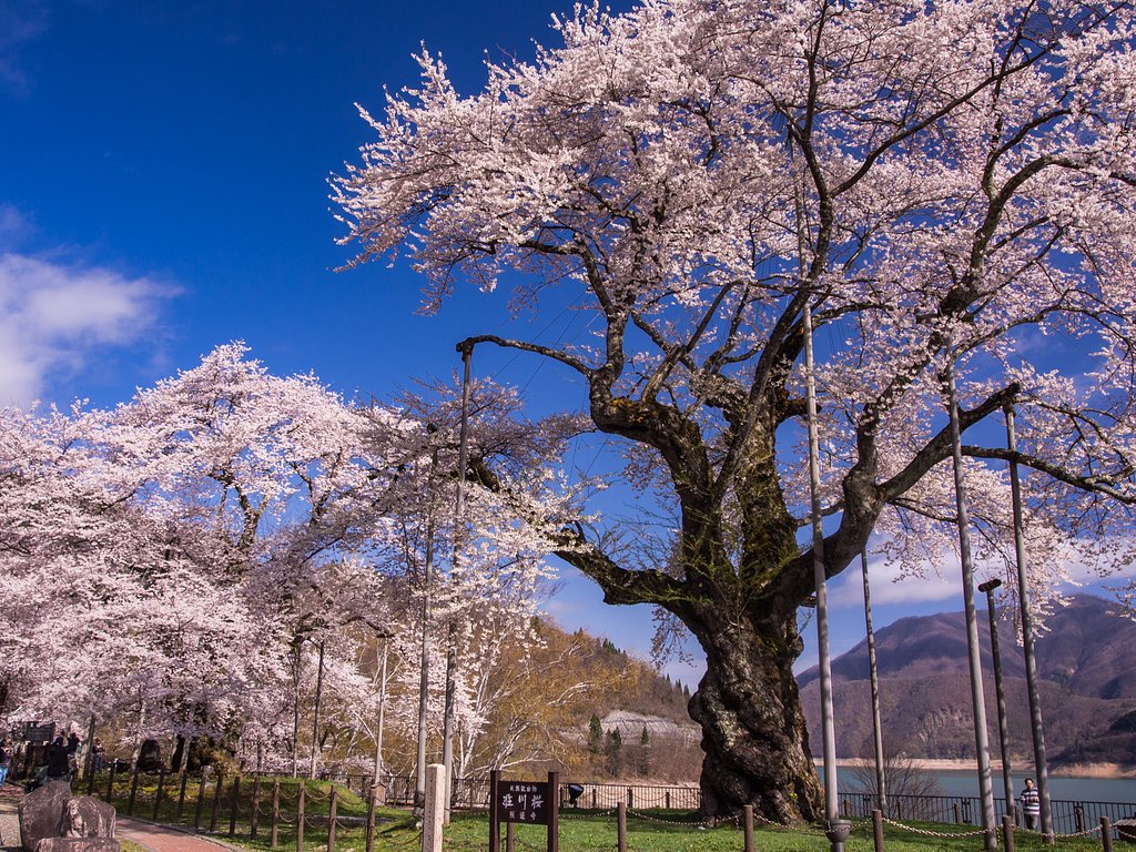 荘川桜