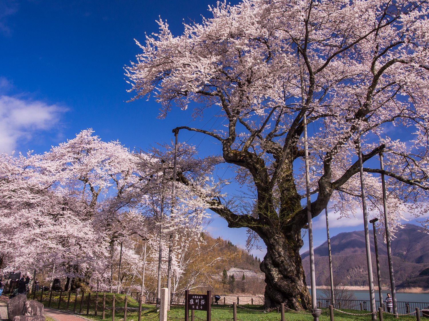 荘川桜