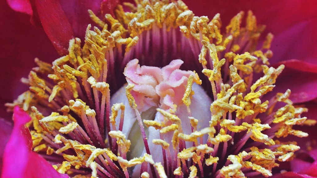 牡丹の花芯