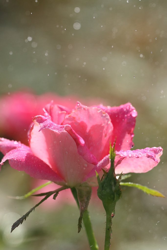 【命】薔薇