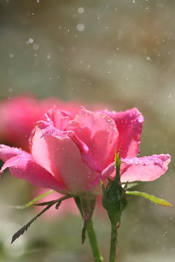 【命】薔薇