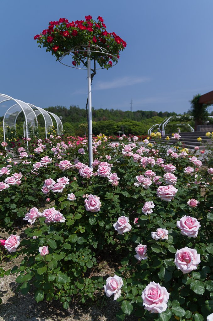 薔薇園