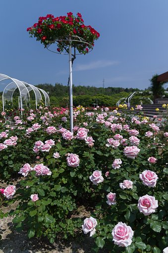 薔薇園