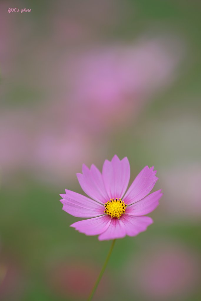 Sonner 135mm F1.8 ZA