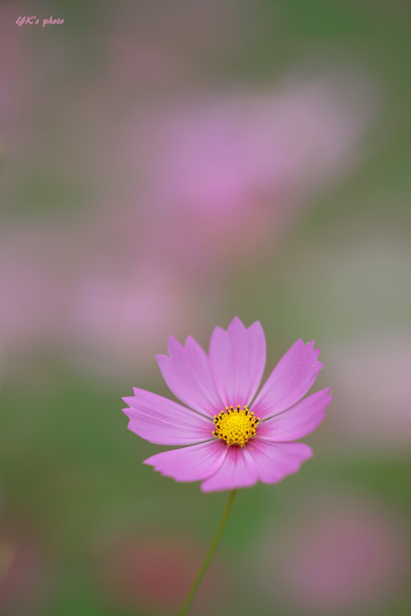 Sonner 135mm F1.8 ZA