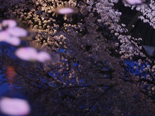 新宿常円寺の金魚蜂
