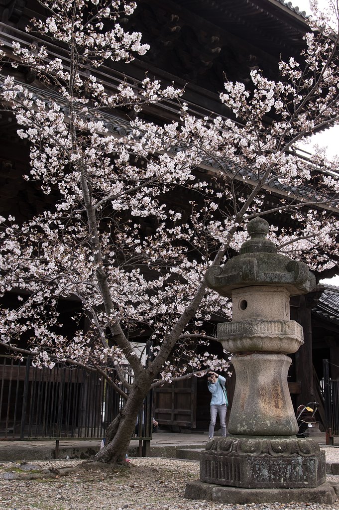 大樹寺の春