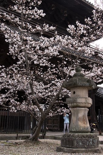 大樹寺の春