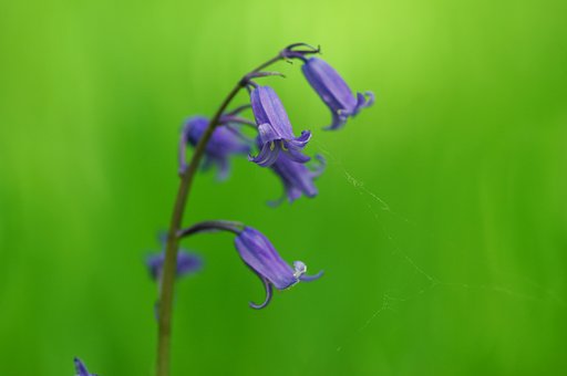【Purple】ブルーベル２
