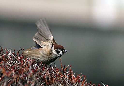 【動感】ダッシュ