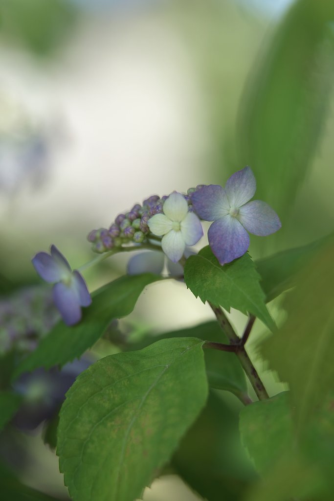 庭の紫陽花