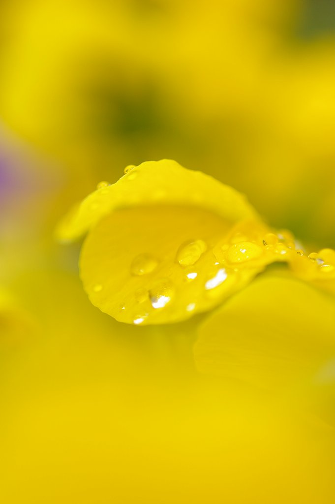 雨に濡れた　花たち