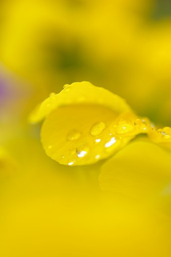 雨に濡れた　花たち