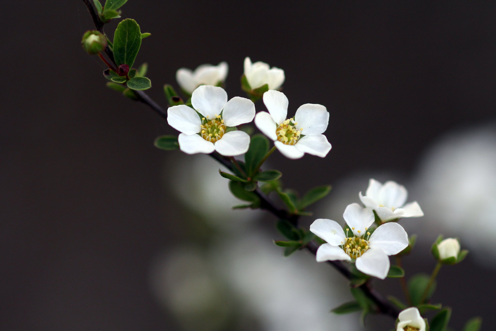 CANON MACRO FE100mm  F2.8