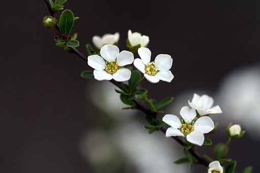 CANON MACRO FE100mm  F2.8