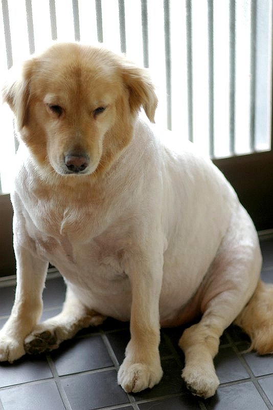 新犬種発見！？