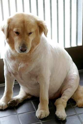 新犬種発見！？